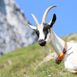 Les régions de France incontournables pour le fromage de chèvre