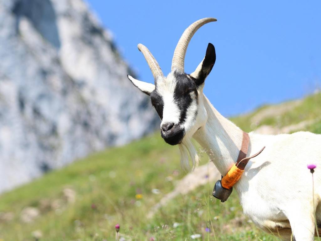 Les régions de France incontournables pour le fromage de chèvre