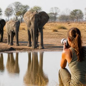 Safari photo au Botswana : vivre la faune sauvage au plus près