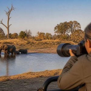 Safari photo au Botswana : les meilleurs spots pour capturer la faune