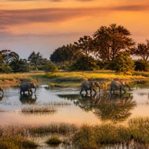 Botswana safari photo : capturer la magie du delta de l’Okavango