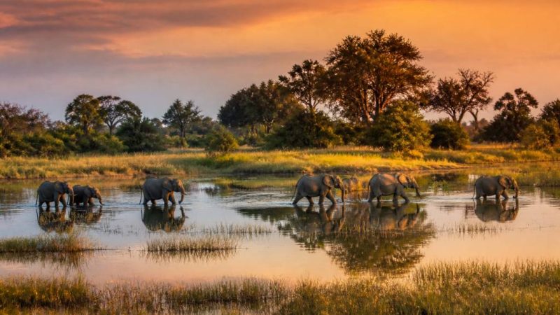 Botswana safari photo : capturer la magie du delta de l’Okavango