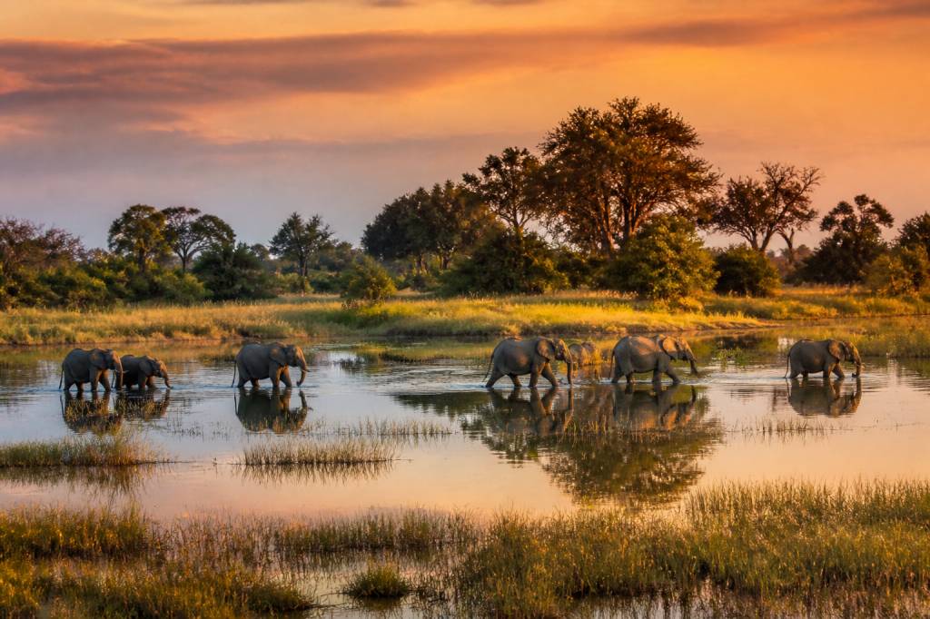 Botswana safari photo : capturer la magie du delta de l’Okavango