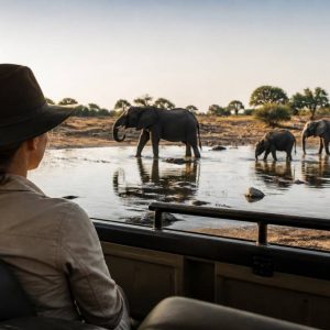 Safari au botswana prix : les coûts à connaître